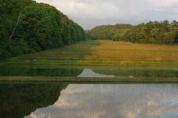 Obraz premium 森と棚田 K3CP5241