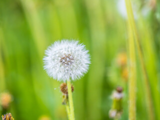 Blowball of Taraxacum plant on long stem. Blowing dandelion clock of white seeds on blurry green background of summer meadow.