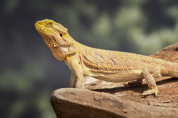 Bearded Dragon posing in the nature