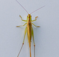 grasshopper
