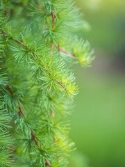 Young branches of larch. Closeup of green larch young needles.