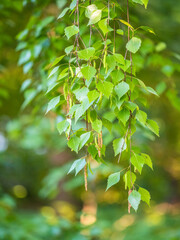 Fototapeta na wymiar Birch branches with fresh green leaves and seeds. Birch tree branch, Betula pendula.