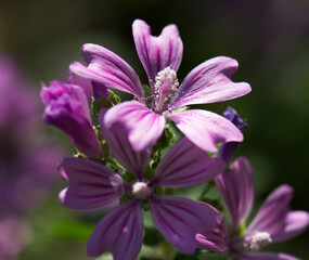 close up of a purple flower