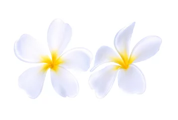 Foto op Plexiglas Plumeria flower isolated on white background © THAM