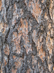 Bark texture and background of a old fir tree trunk. Detailed bark texture. Natural background