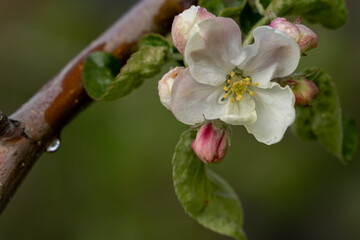Close-up of a blossoming apple-tree petal. Flowering branch with water drops after a light rain. Spring in the garden.