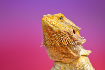Bearded Dragon portrait