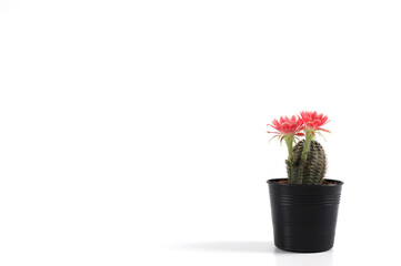 Potted cactus with red flowers isolated on white background with copy space.