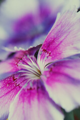 close up of flower