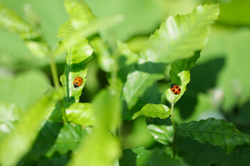 ladybug on green leaf. space for copy.