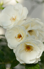 white rose flower
