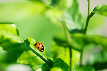 ladybug on green leaf. space for copy.