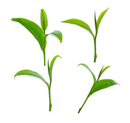 Tea leaves  isolated on white background