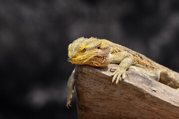 Bearded Dragon posing in the nature