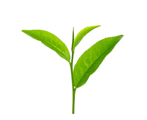 Tea leaves isolated on white background
