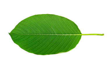 Kratom leaves isolated on white background