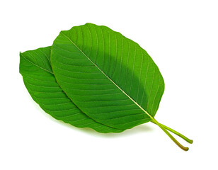 Kratom leaves isolated on white background