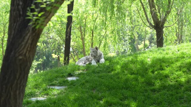 Little white tiger bengal tiger lying on the grass and resting