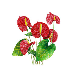 Fototapeta premium lamingo flower, Pigtail Anthurium or Pigtail flamingo flower watercolor