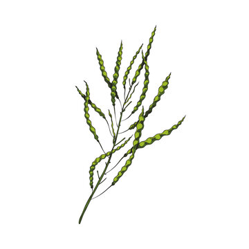 Canola plant branch with ripe seed pods hand drawn vector illustration isolated.