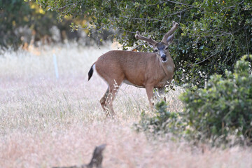 Columbian Black-tailed Deer -  Odocoileus hemionus columbianus