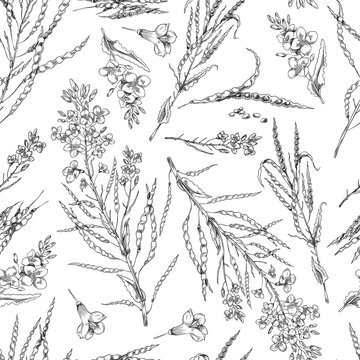 Flowering canola, canola seed pod, seamless pattern of vector, sketch monochrome illustrations on white background