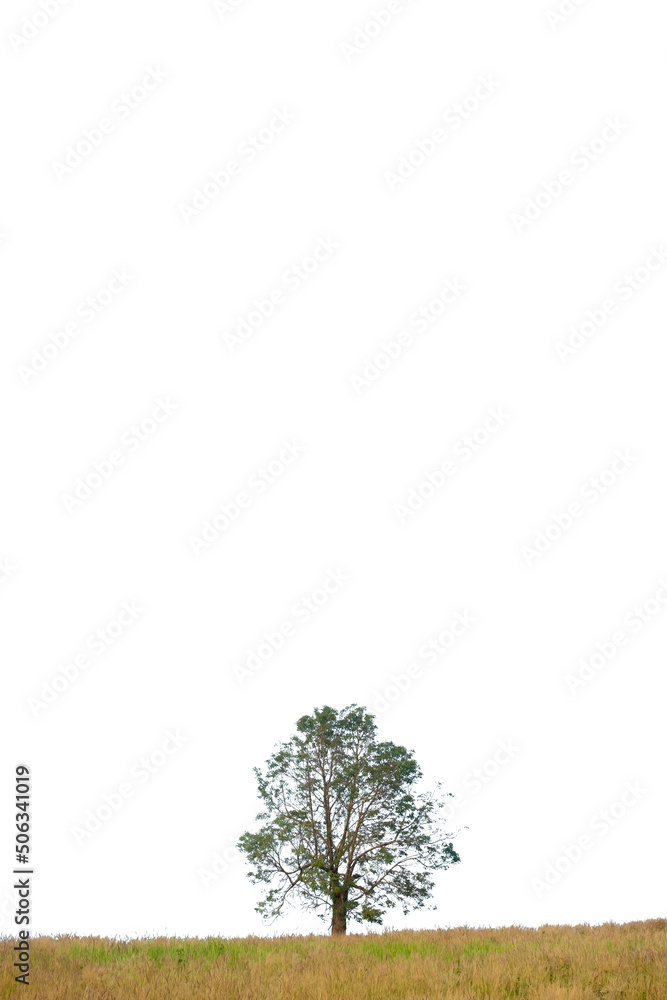 Wall mural tree in isolated white background with clipping path
