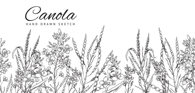 Flowering canola, canola seed pod, canola flowers on a branch. Vector background, sketch monochrome illustration