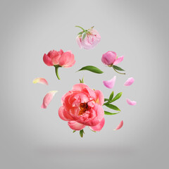 Beautiful peony flowers flying on light grey background © New Africa