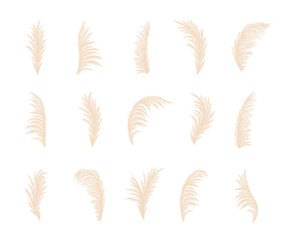 Set of pampas grass. Dry cortaderia in beige colors. Bohemian dried flowers. Vector illustration isolated on white background. Trendy element design for wedding invitations, postcards, home interior. - obrazy, fototapety, plakaty