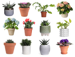 Fototapeta na wymiar Set with different beautiful plants on white background