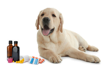Vitamins for pets. Cute dog, different pills and syrup on white background