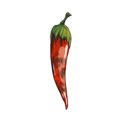 Chilli hot red pepper grilled on BBQ, sketch style vector illustration isolated.