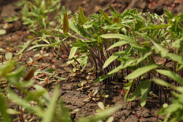 Young tomato seedlings growing in soil, closeup view