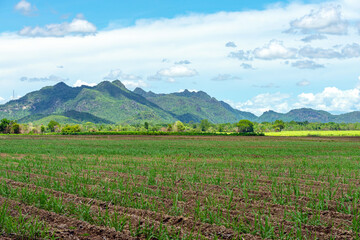 Fototapeta na wymiar Scenery view of sugarcane saplings in planting fields near mountain in countryside of Thailand. Sugarcane fields and sugarcane saplings growing. small sugar cane stem on soil field. Selective focus.