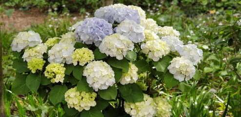 A Pretty Hydrangea (Hydrangea Flowers) - 만개한 예쁜 수국