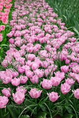 Many beautiful tulip flowers growing outdoors. Spring season