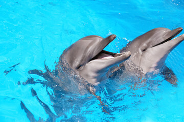 Naklejka premium Dolphins swimming in pool at marine mammal park