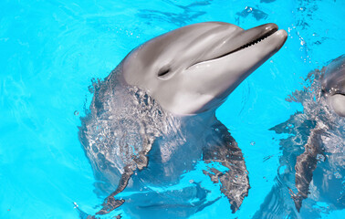 Dolphin swimming in pool at marine mammal park