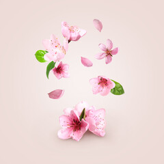 Beautiful pink sakura tree flowers flying on light background