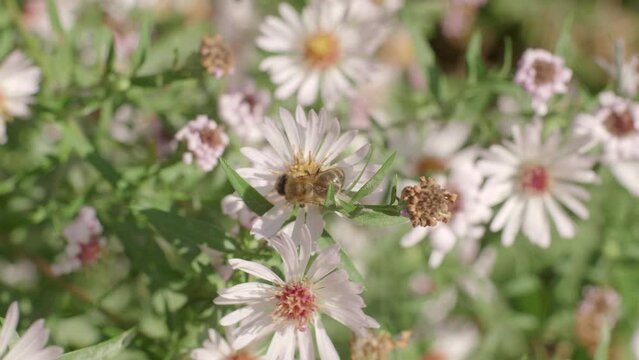 Bee Collecting Nectar From White Aster Flower In Late Summer