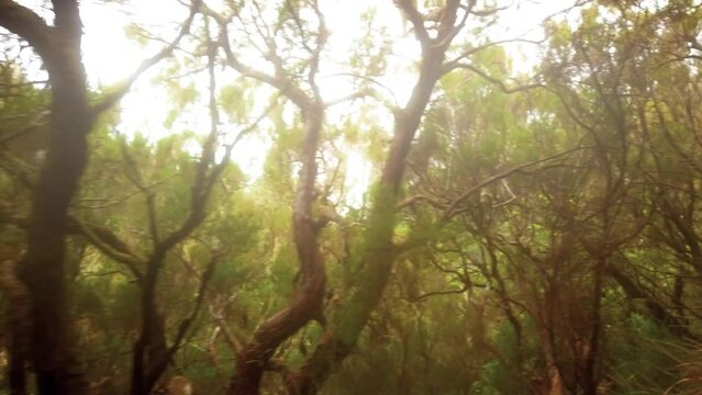 Twisted Tree Branches And Exotic Nature Landscape Along The Levada Das 25 Fontes Trail In Madeira Island, Portugal. Tracking Shot