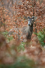 Red deer, cervus elaphus, stag hiding in a beech thicket with new antlers growing . Vertical composition of a male mammal among trees in a spring forest.
