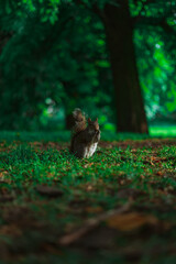 squirrel eating strawberry in a London park