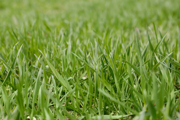 Green lawn with fresh grass outdoors, closeup