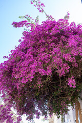 Beautiful tree with pink flowers