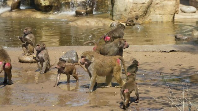 baboon leader baboon group monkey group