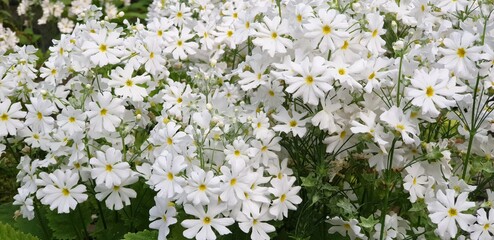 primrose, primula vulgaris, 귀엽고 수수하게 핀 만개한 하얀 앵초꽃
