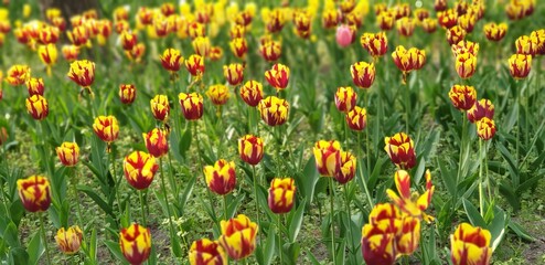 Yellow & Red Tulips - 만개한 아름다운 튤립