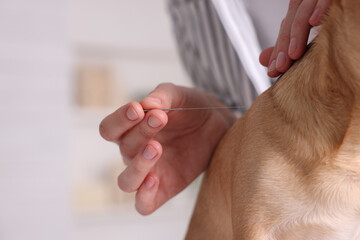 Veterinary holding acupuncture needle near dog's neck indoors, closeup. Animal treatment - obrazy, fototapety, plakaty